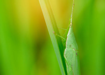 Close-up of insect on leaf