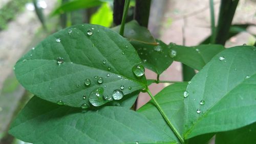 Close-up of wet plant leaves during rainy season