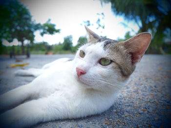 Close-up of cat on footpath