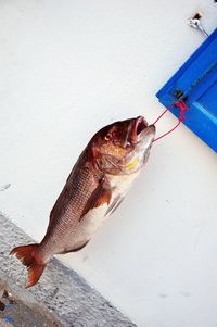Fish Hanging