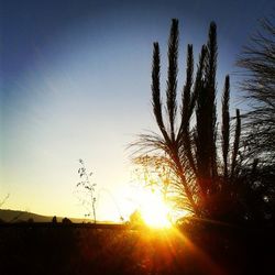 Sun shining through trees