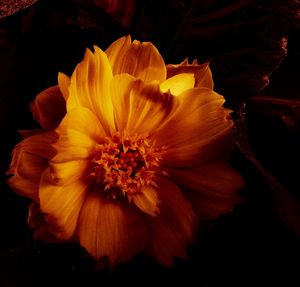 Close-up of flower blooming outdoors