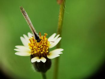 Close-up of insect on yellow flower