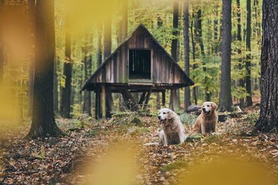 Dogs against cottage in forest