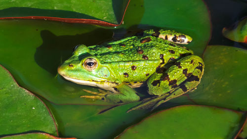 Close-up of frog in lake