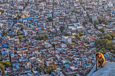 High angle view of dog