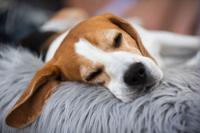 Portrait of adult male beagle dog sleeping outdoors on sofa