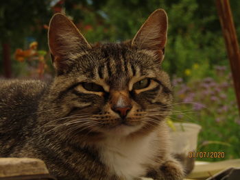 Close-up portrait of a cat