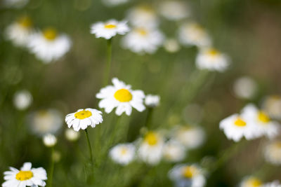 Close-up of daisy flowers blooming in field