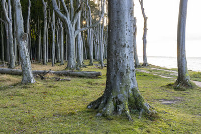 Trees growing in forest