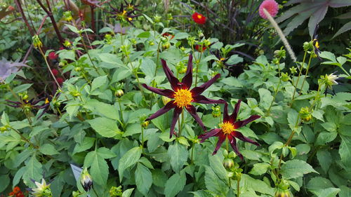 Close-up of flowers blooming outdoors