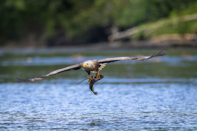 The white-tailed eagle, haliaeetus albicilla with the prey