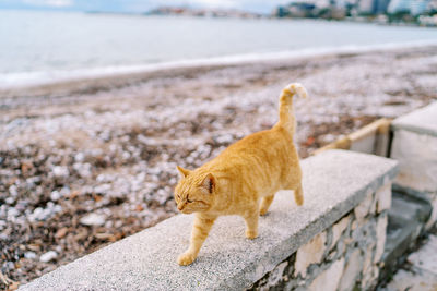 Cat on beach