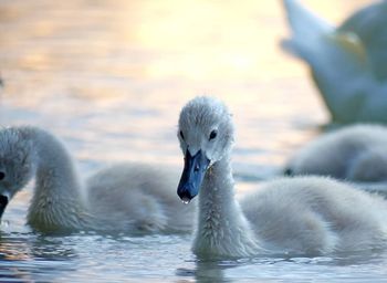 Close-up of swans swimming in lake