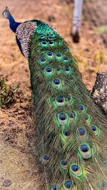 Close-up of peacock