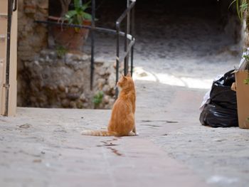 Cat looking away