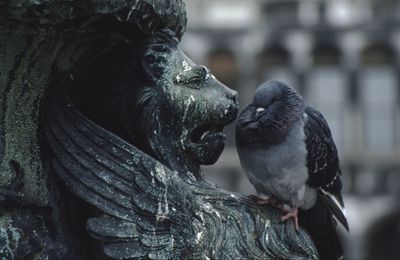 Close-up of bird perching outdoors