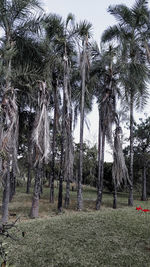 Palm trees on field against sky