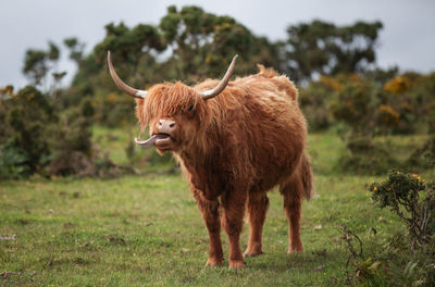 Highland cattle on field