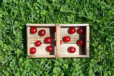 Prunus cerasus sour cherrys fruit in their garden, top view photo