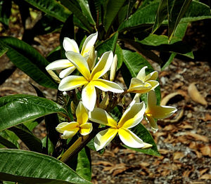 Close-up of yellow flowers