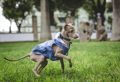 Dog running on field