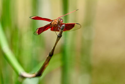 Close-up of insect on flower