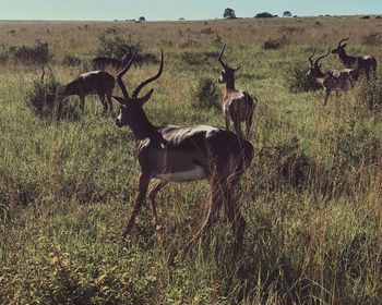 Deer standing on grassy field