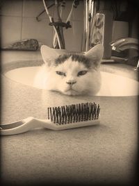 domestic cat