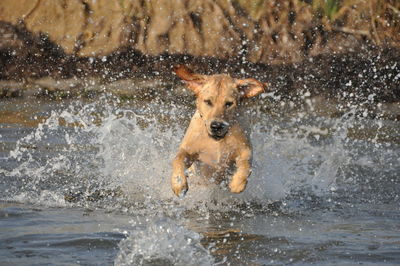Dog running in river