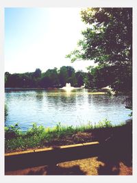 Reflection of trees in water