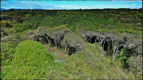 Plants growing on grassy field