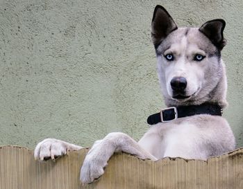 Portrait of dog sitting on floor against wall