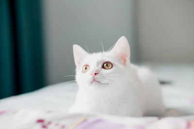 Close-up portrait of a cat