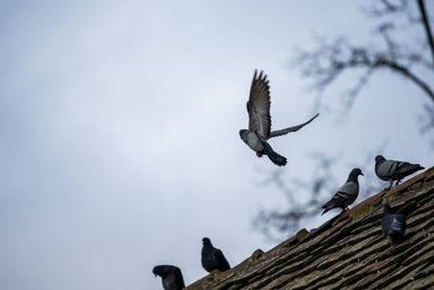 Low angle view of eagle flying against sky