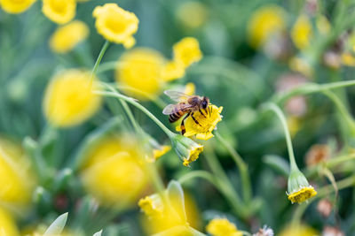 Close-up of insect on flower