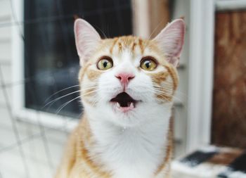 Close-up portrait of cat