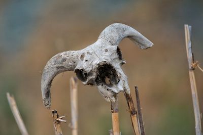 Close-up of animal skull