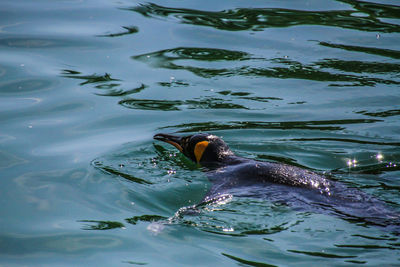 High angle view of fish swimming in lake