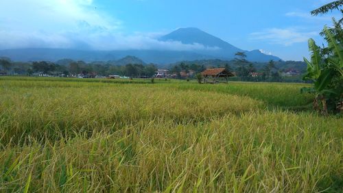 Scenic view of agricultural field against sky