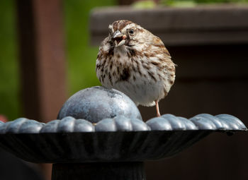 Puffed up on the fountain