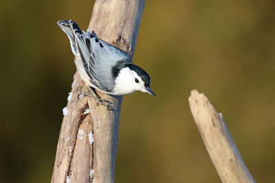 Close-up of bird perching on tree trunk