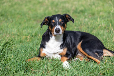 Portrait of dog sitting on grass