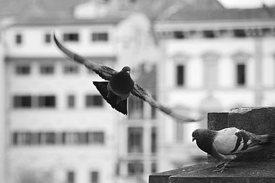 Close-up of seagull flying against blurred background