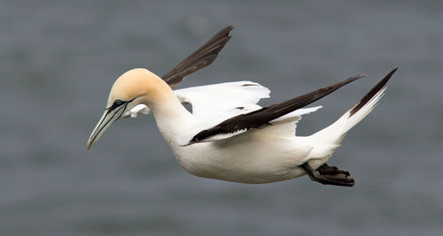 Close-up of seagull flying