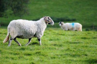 Sheep in a field