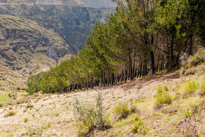Trees in forest against sky