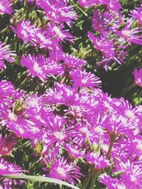 Close-up of pink flowering plants