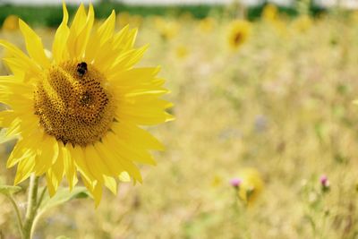 Close-up of honey bee on sunflower