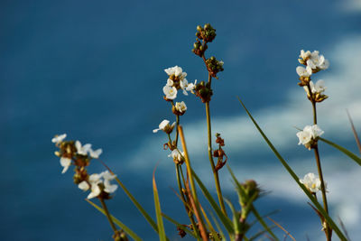 Close-up of white flowering plants against blue sky